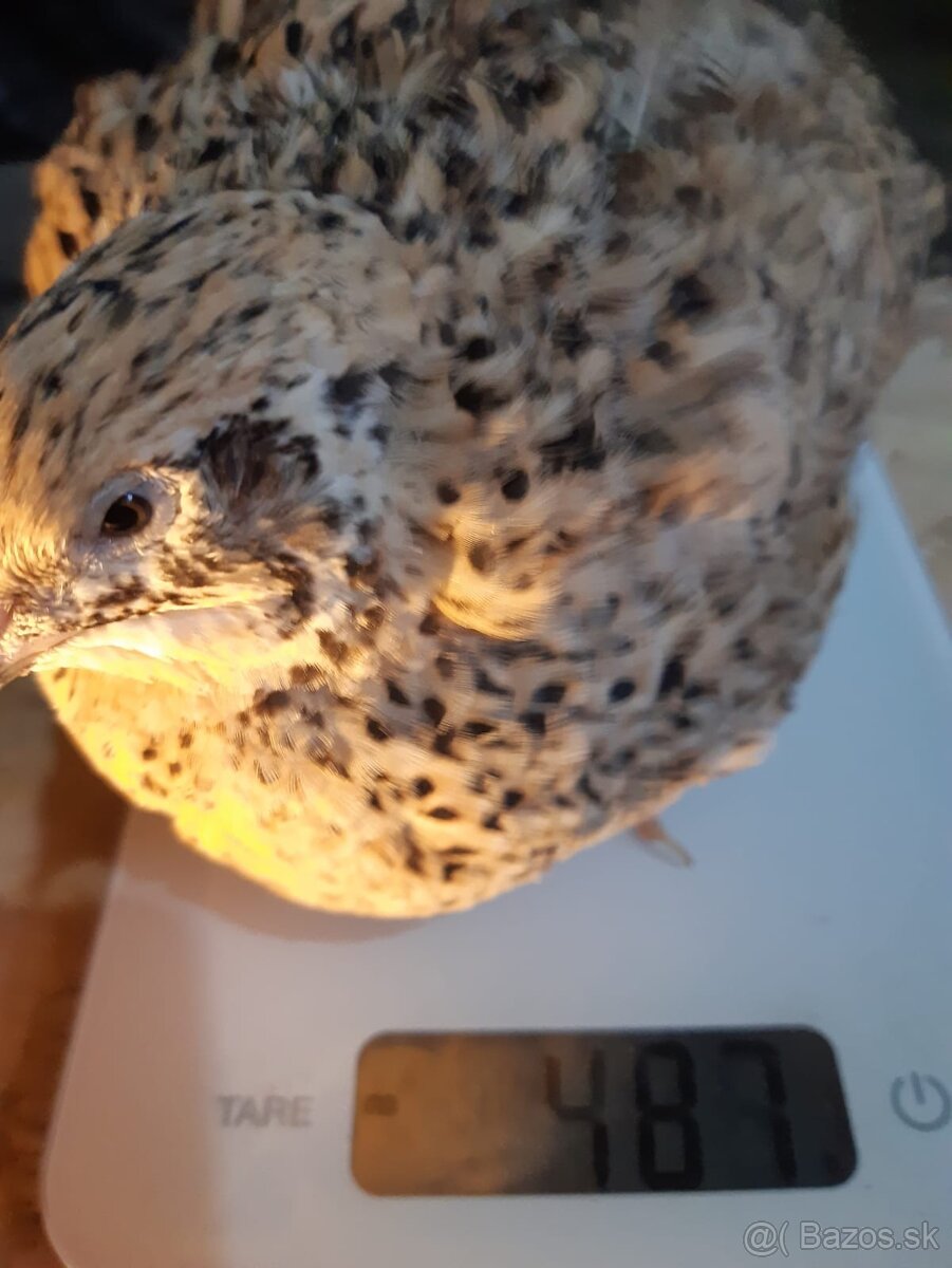 Prepelice japonské násadové vajíčka - 5