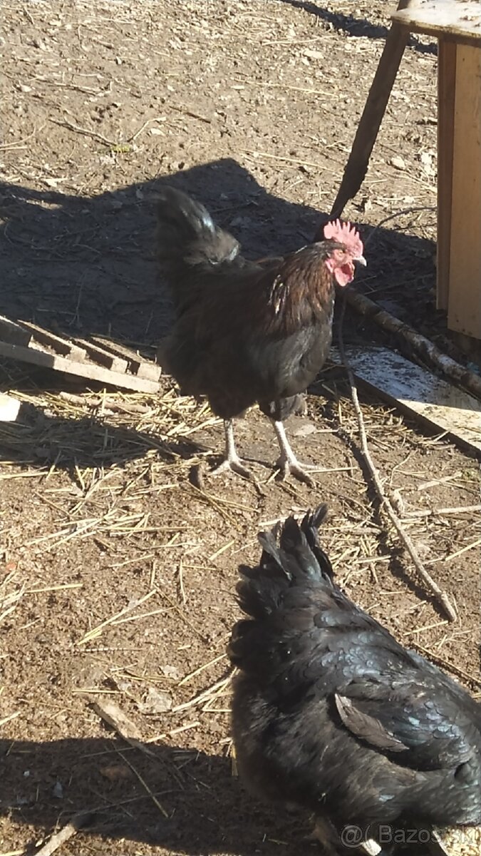 Predám mladých kohútikov - 5