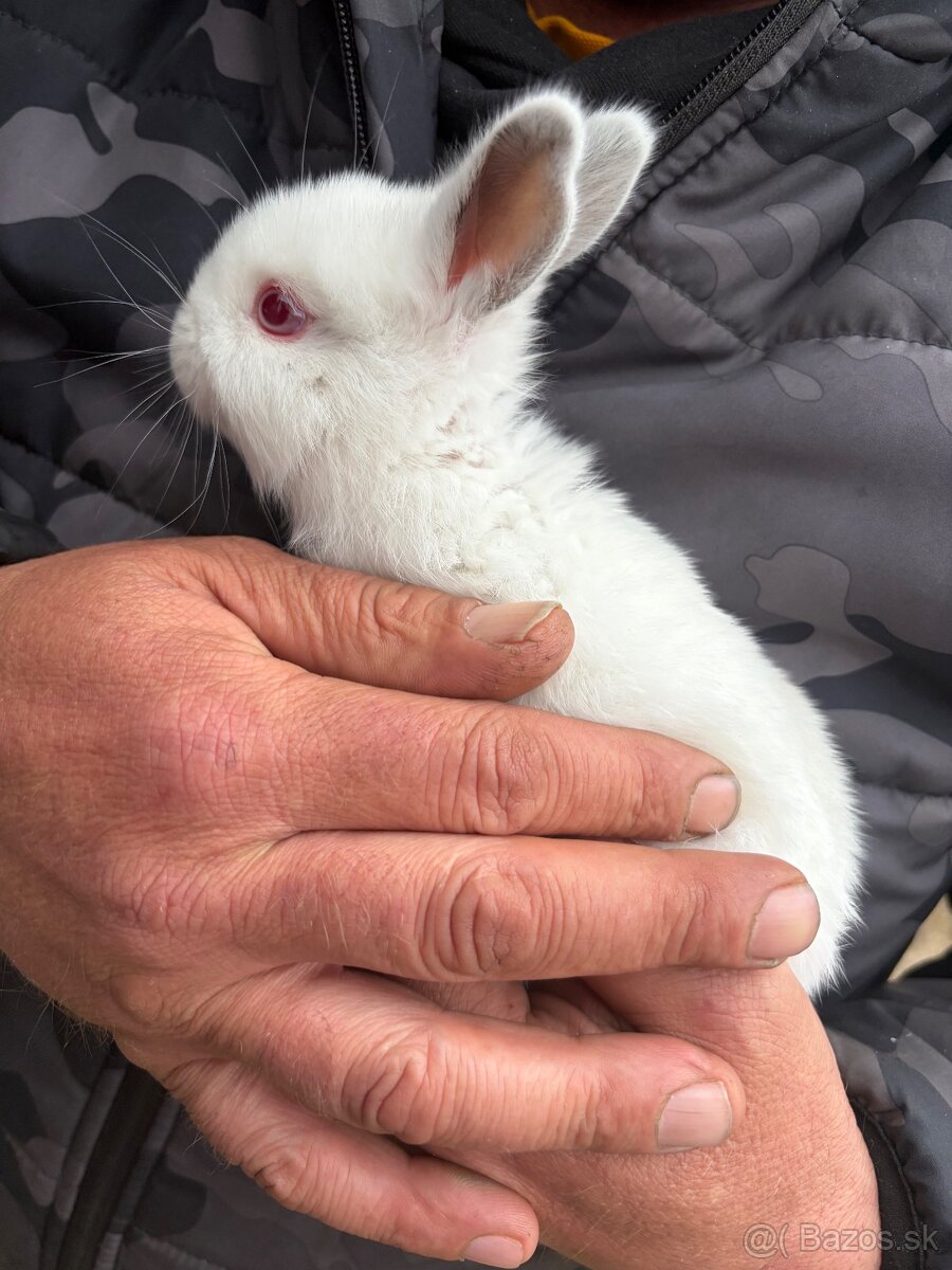Predám zajace - 5