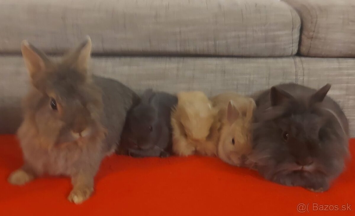 Predám zakrslých zajačikov - 5