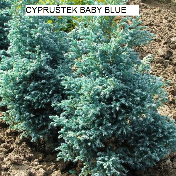 Predám ihličnany, trvalky za super ceny - 5