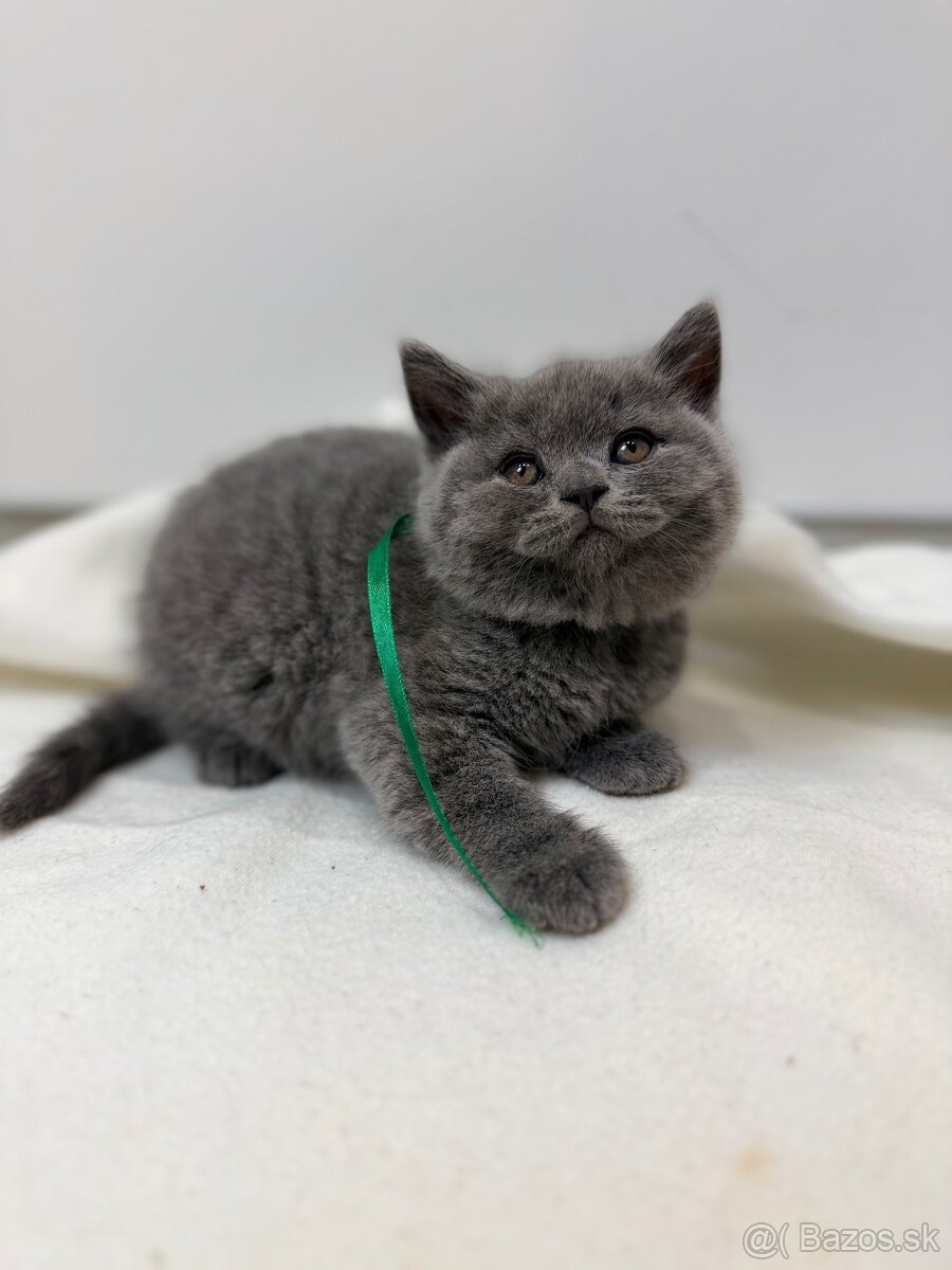 Britske maciatka - 5