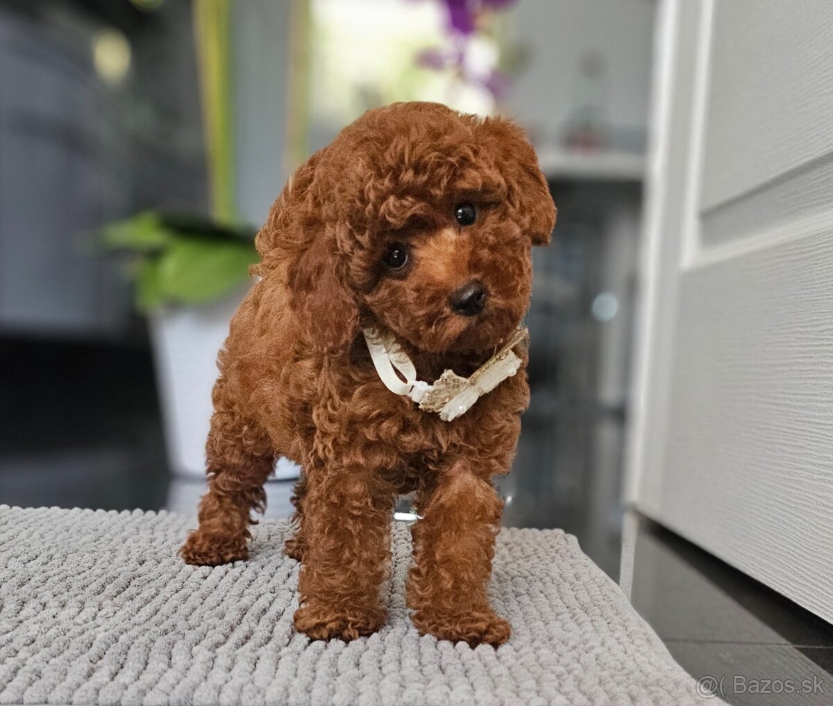 Trpasličí pudl, pudel, Miniature Poodle - 5