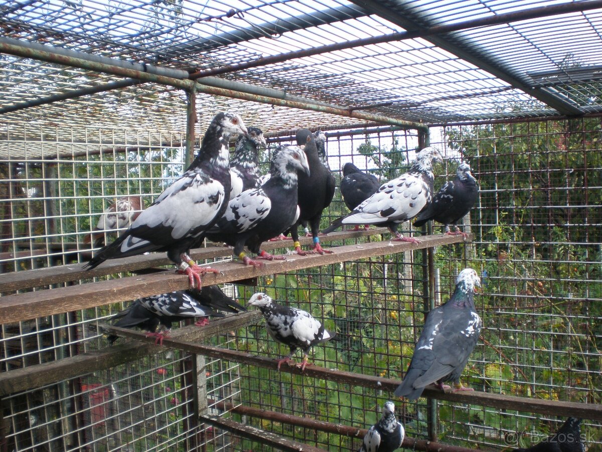 Predám poštové holuby - 5