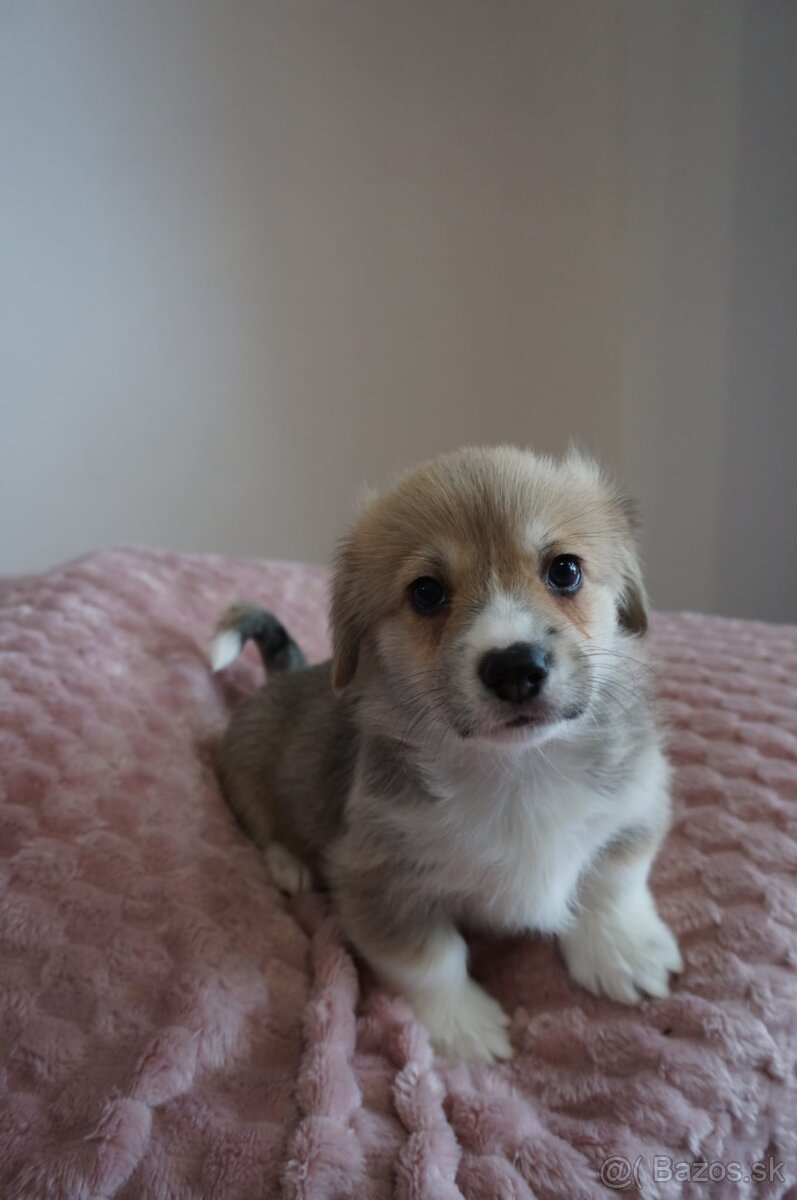 Welsh Corgi Pembroke - 5