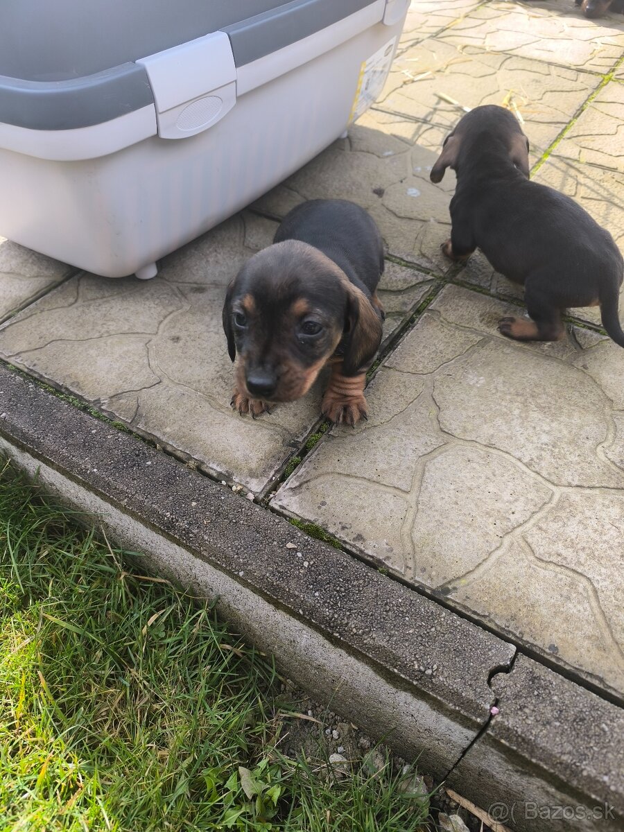 Predám jazvečíkov - 5