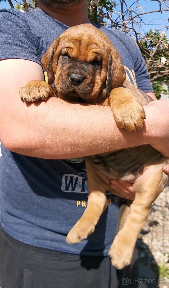 Tosa inu štěnata - přijímáme rezervace - 5