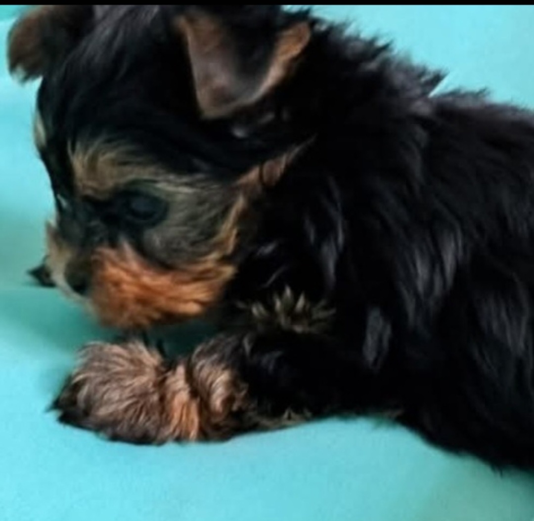 Yorkshirsky terier mini - 5