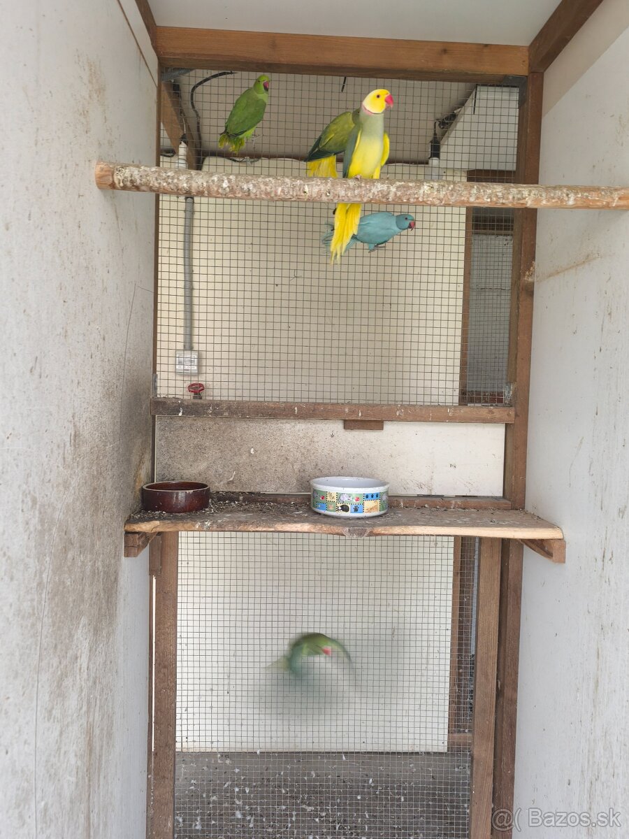 Alexaner maly opalin/h.ch,h.ch violet, modrý - 5