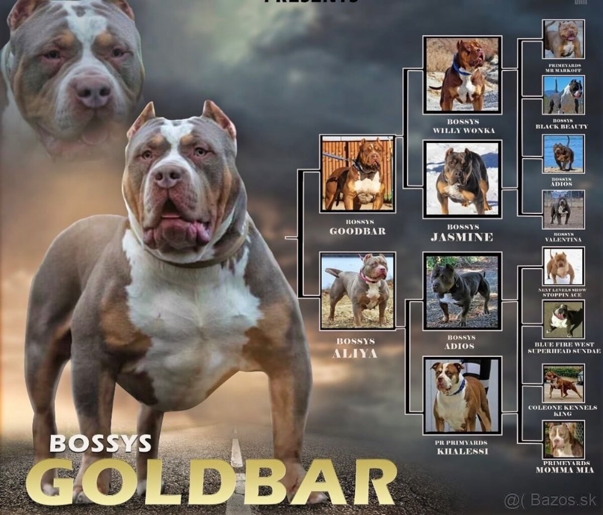 ŠTENIATKA AMERICAN BULLY XL/XXL - 5