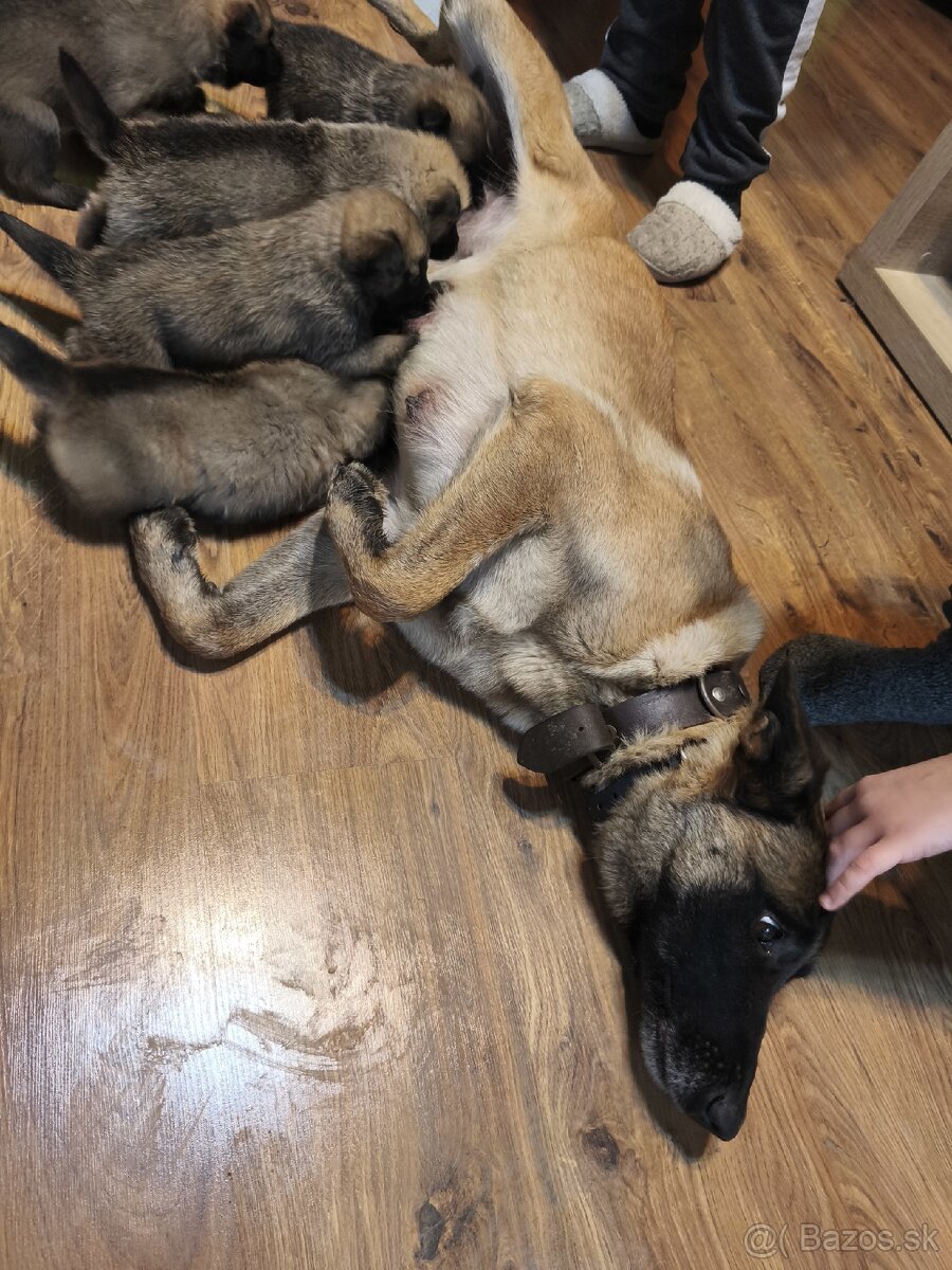 Predám šteniatka - 5