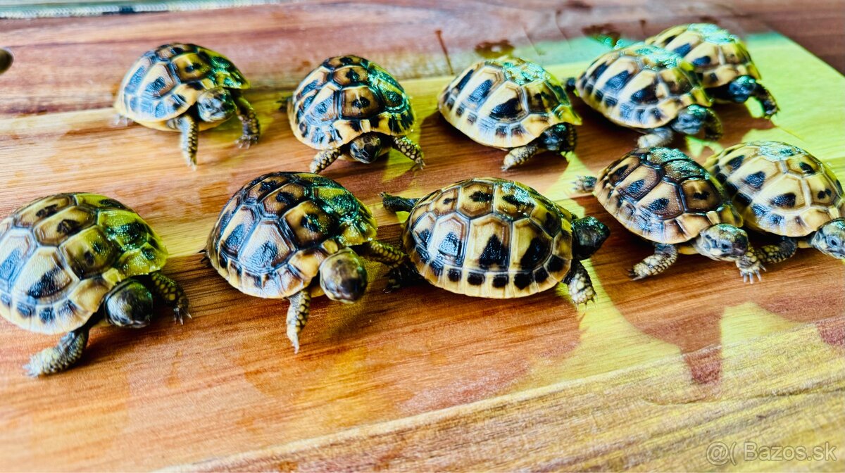 Suchozemská korytnačka - predám - 5