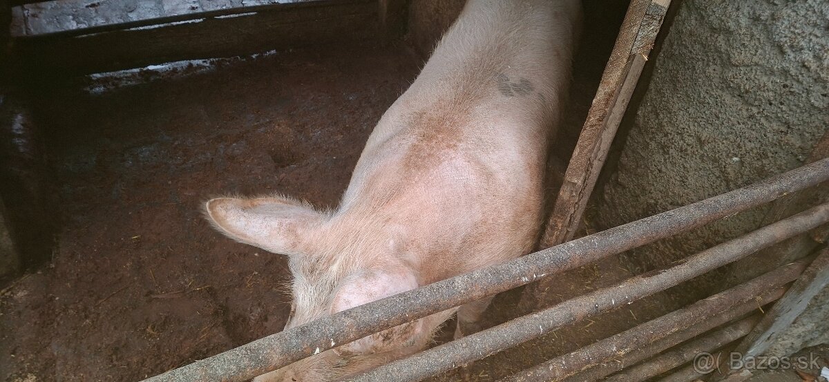 Predám prasatá - 5