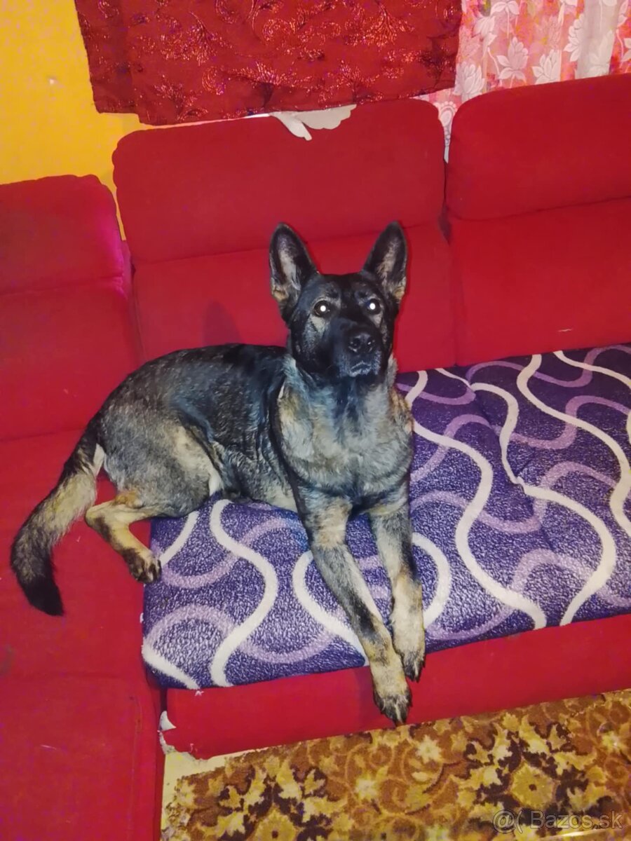 nemecký ovčiak - 5