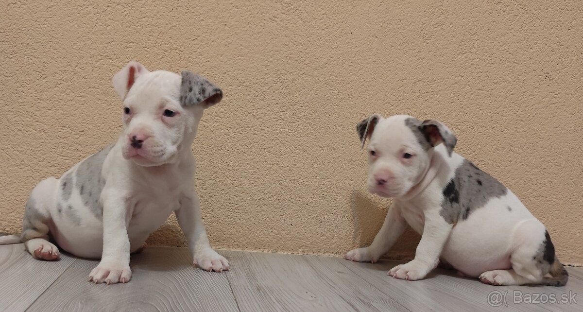 American bully - 5