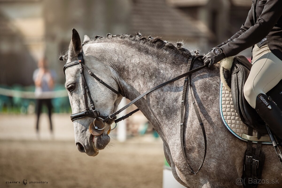 Working Equitation kobyla - 5