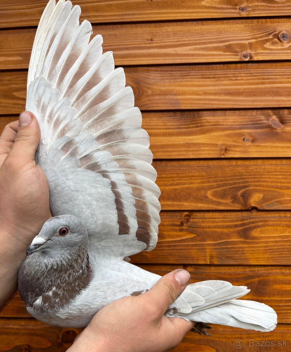 Poštové holuby - 5