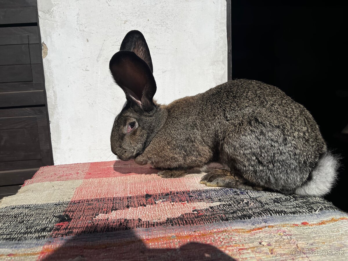 Belgický obor- 2. Samička - 5