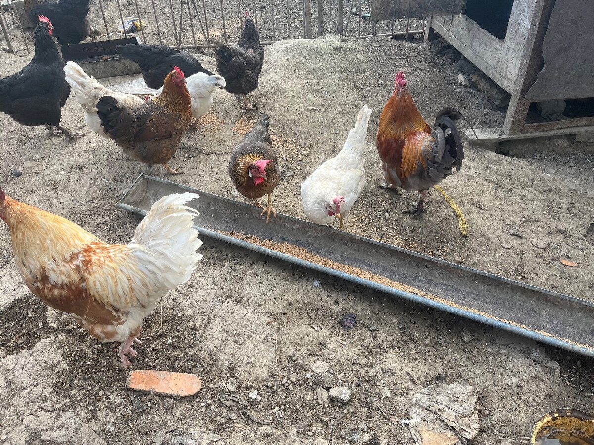 Predám kohútov - 5