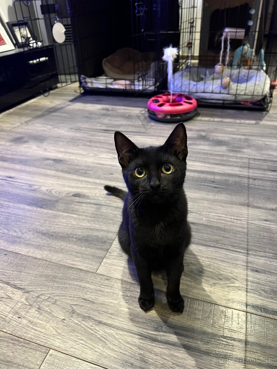 Darujem kocúrika a mačičku - 5