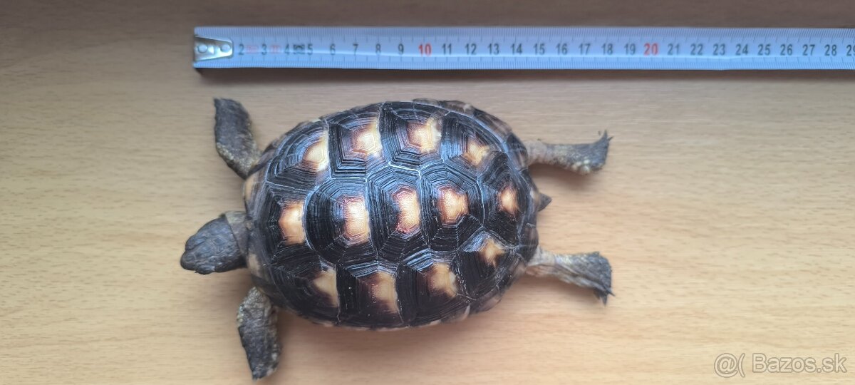 Suchozemská korytnačka žltočierna - 5