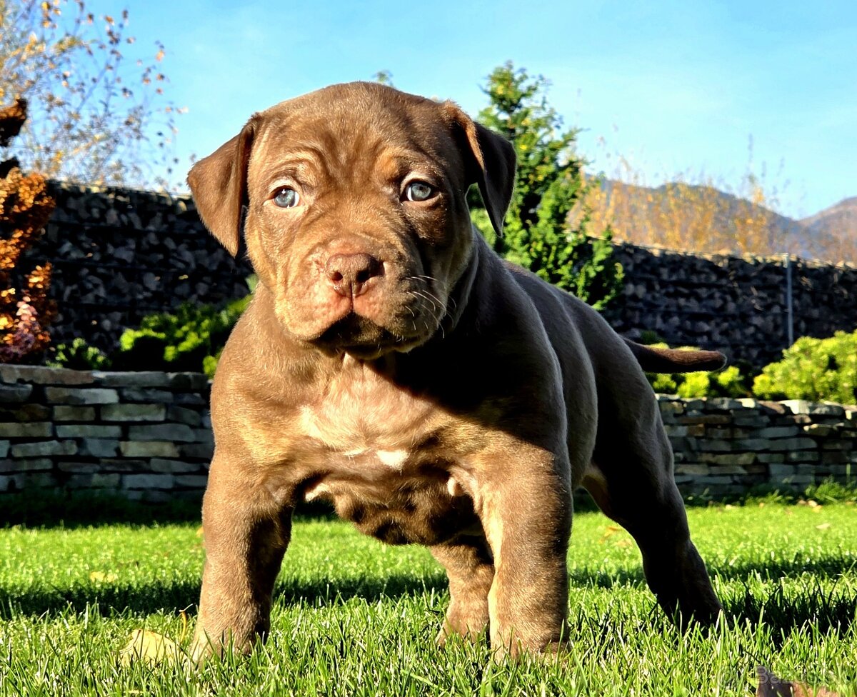 American Bully XL XXL - 5