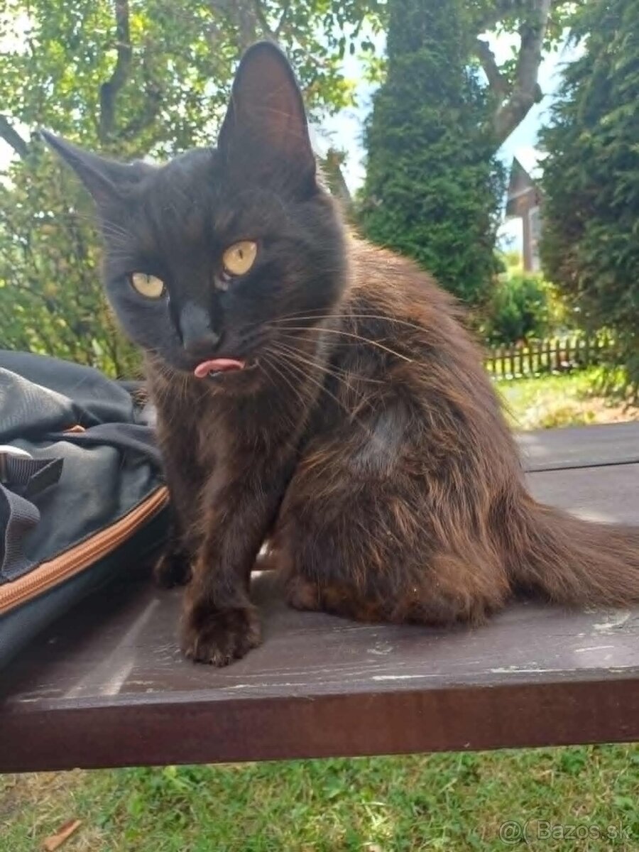 Darujeme kocúra - 5