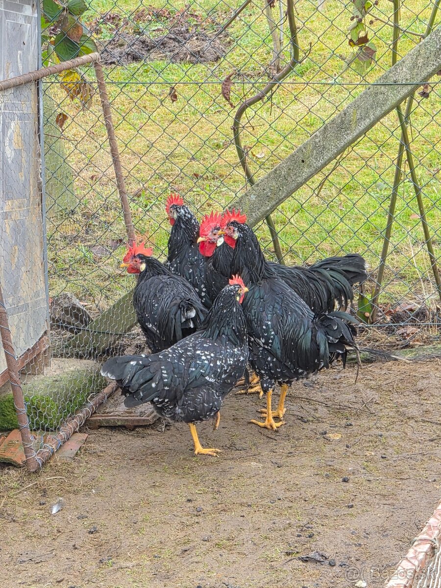 Predám mladých kohútikov na chov - 5