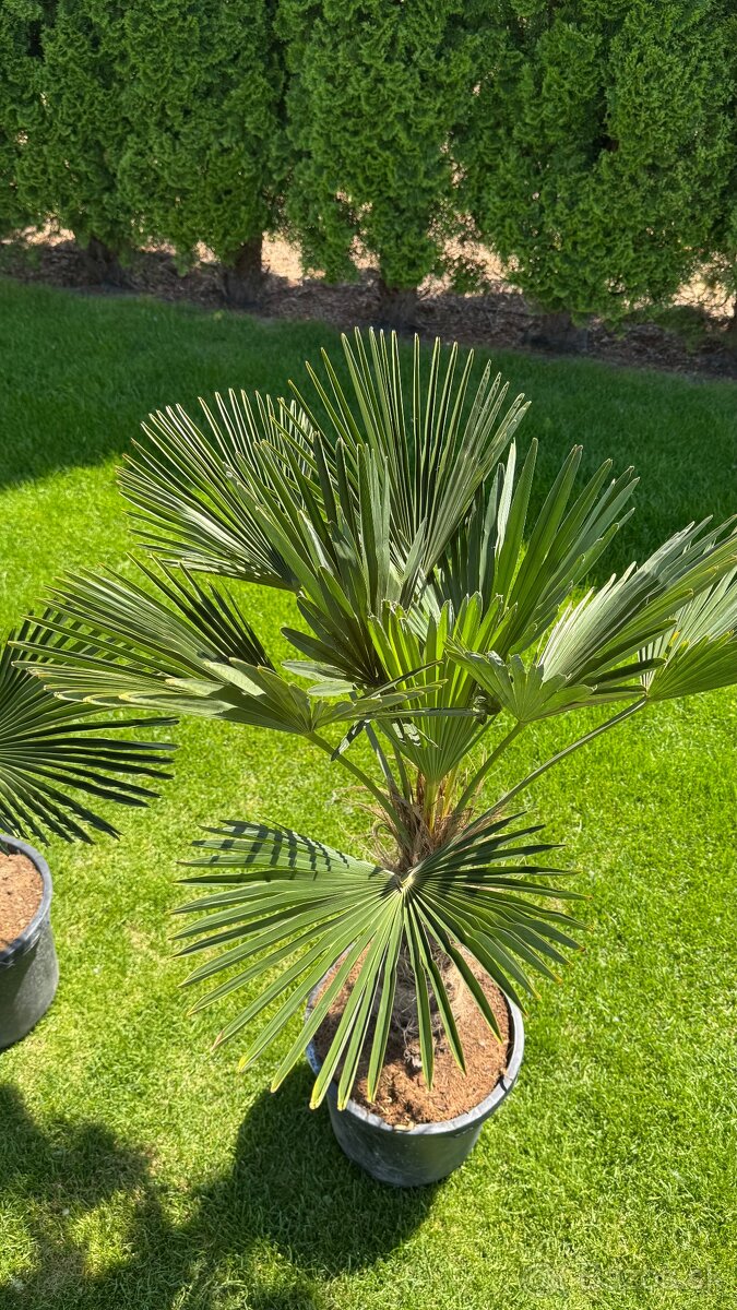 Predám palmy - 5