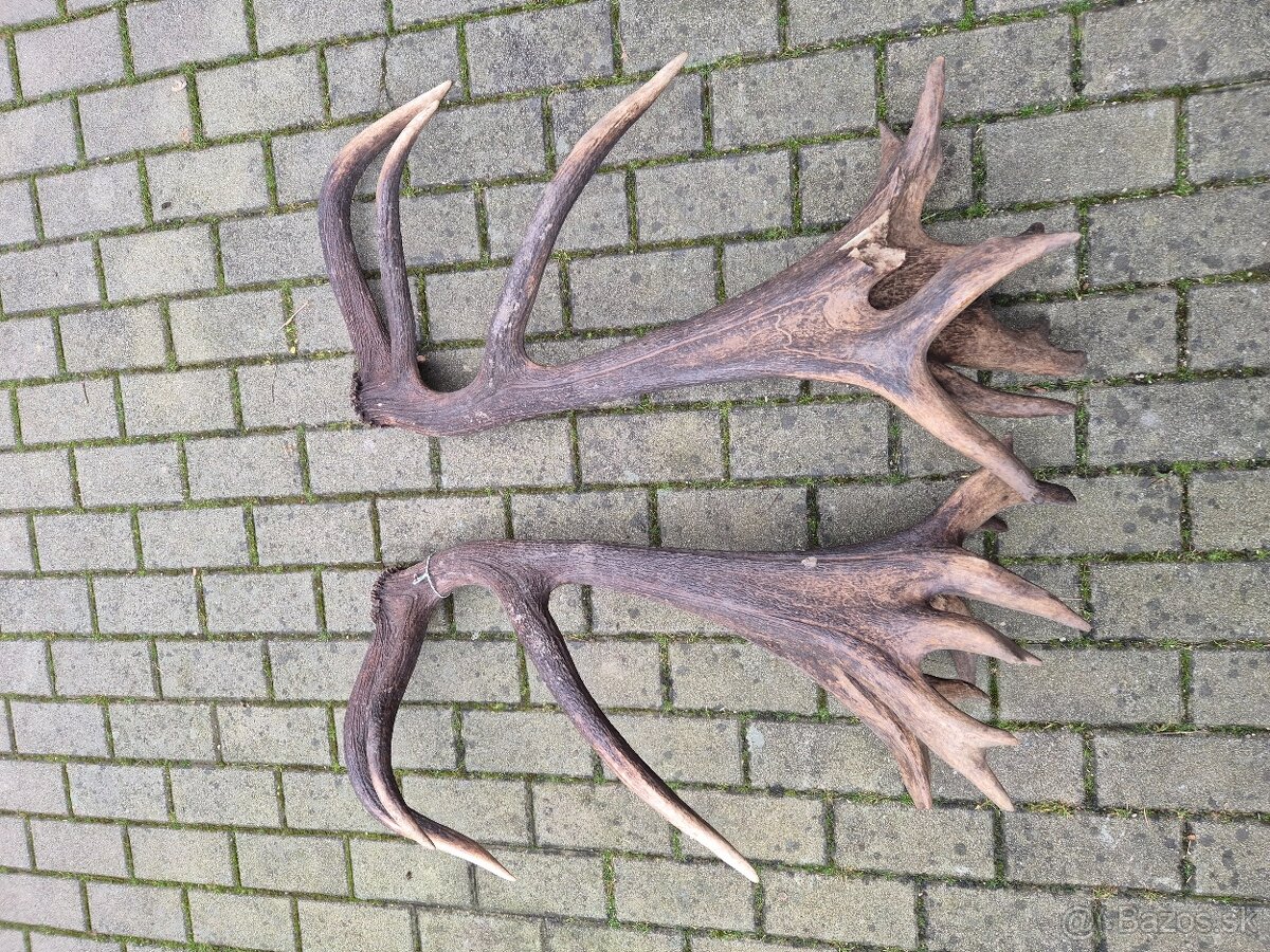 Trofej trofeje paroh parohy parozie zhody - 5