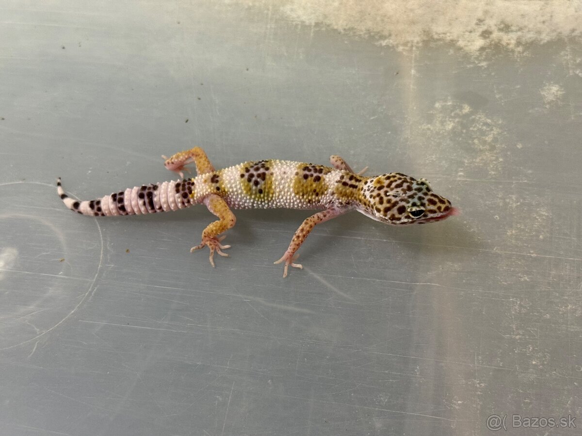 Gekoncik nočný - 5