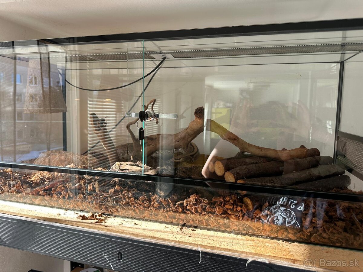 Pytón Kráľovský / Phyton Regius - 5