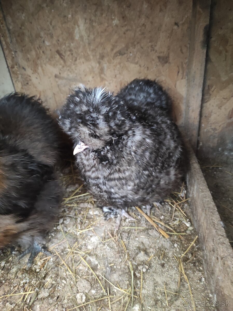 Nasadové vajcia - Hodvábničky - 5