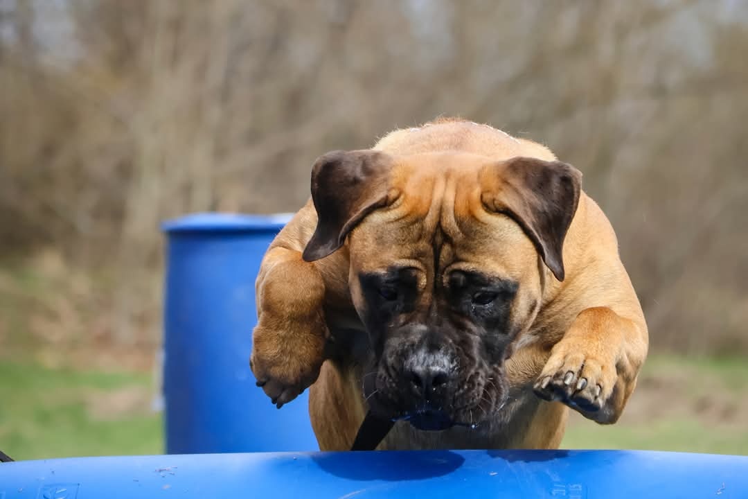 Bulmastif , Bullmastiff s PP - 5