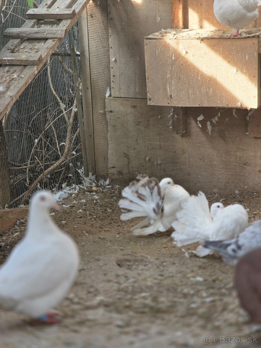 Paviky a Texanou - 5