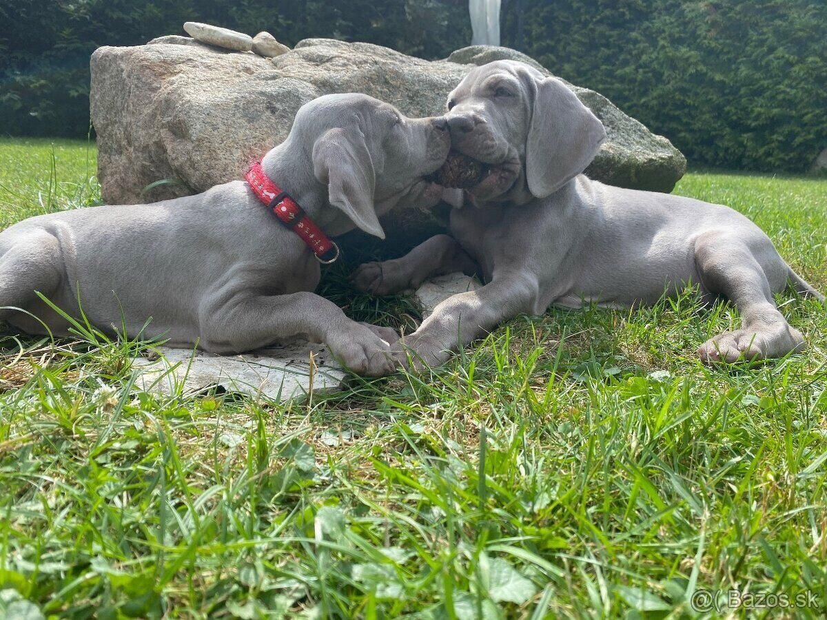 Weimarský stavač štěňiatka - 5