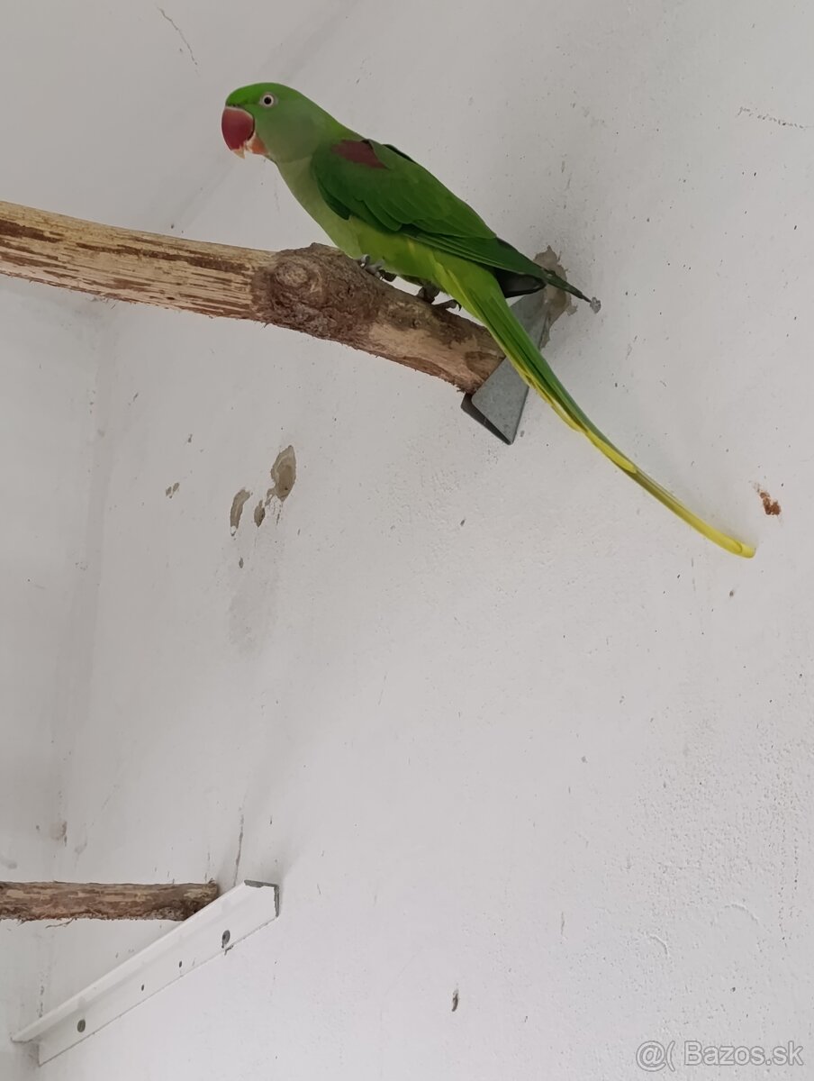 Alexander velký - 5