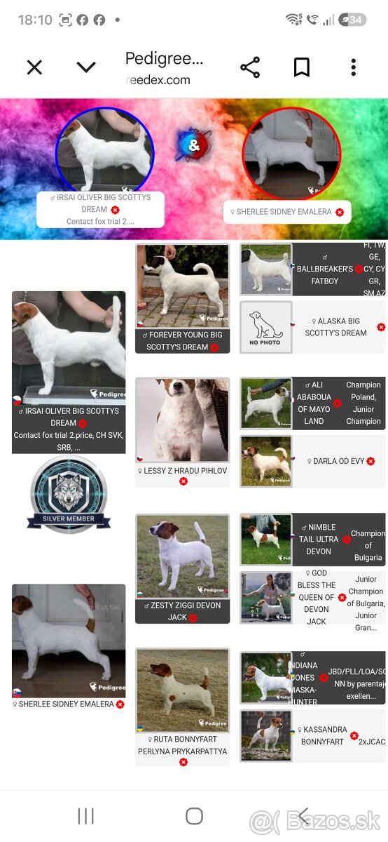 Jack russel terier s PP - 5