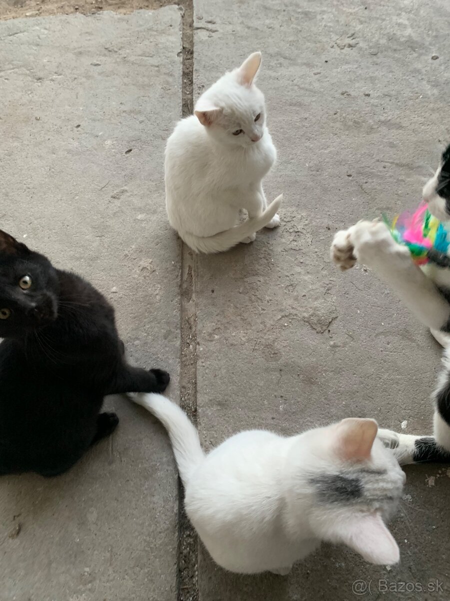 Roztomilé mačiatka - 5