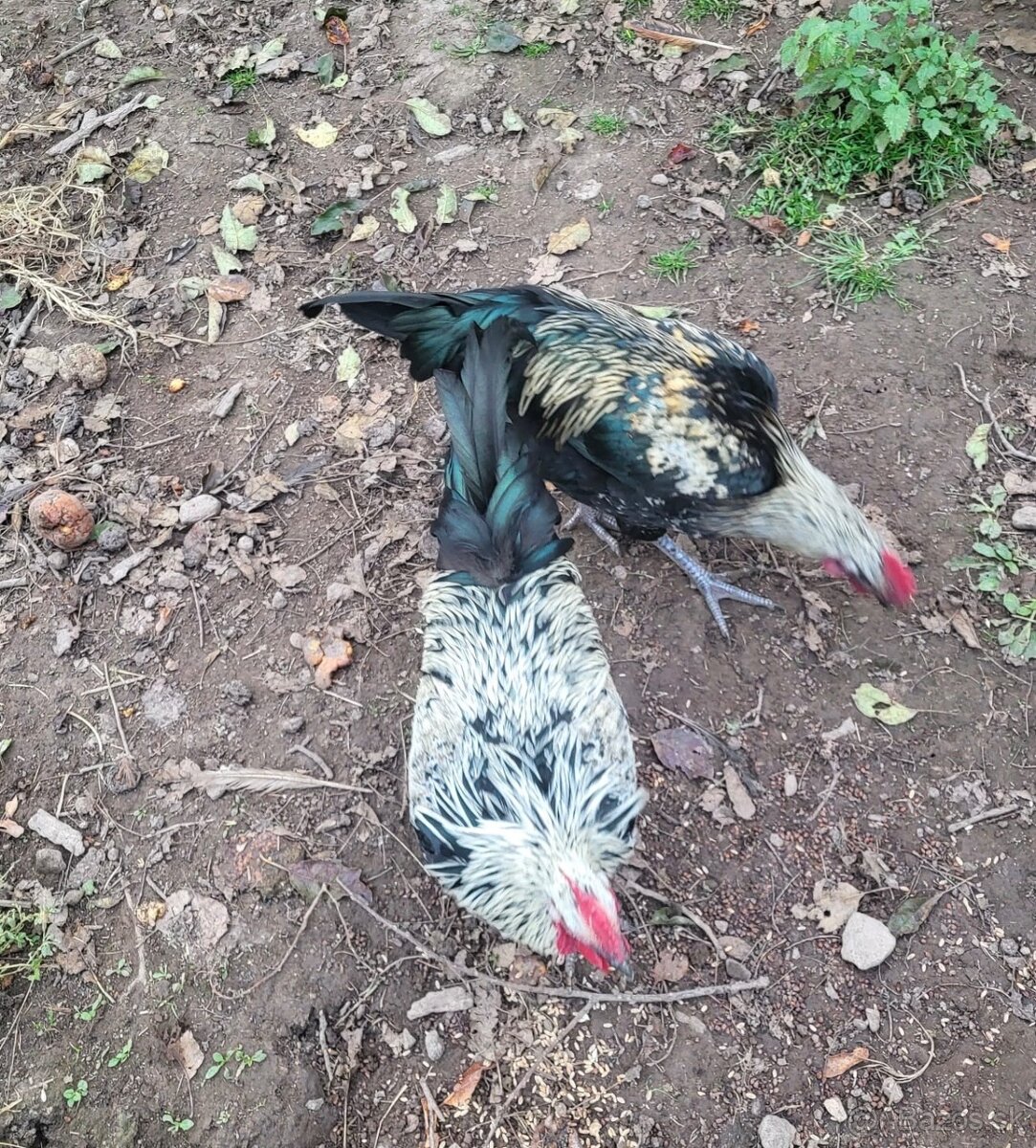 Kohúty na predaj - 5