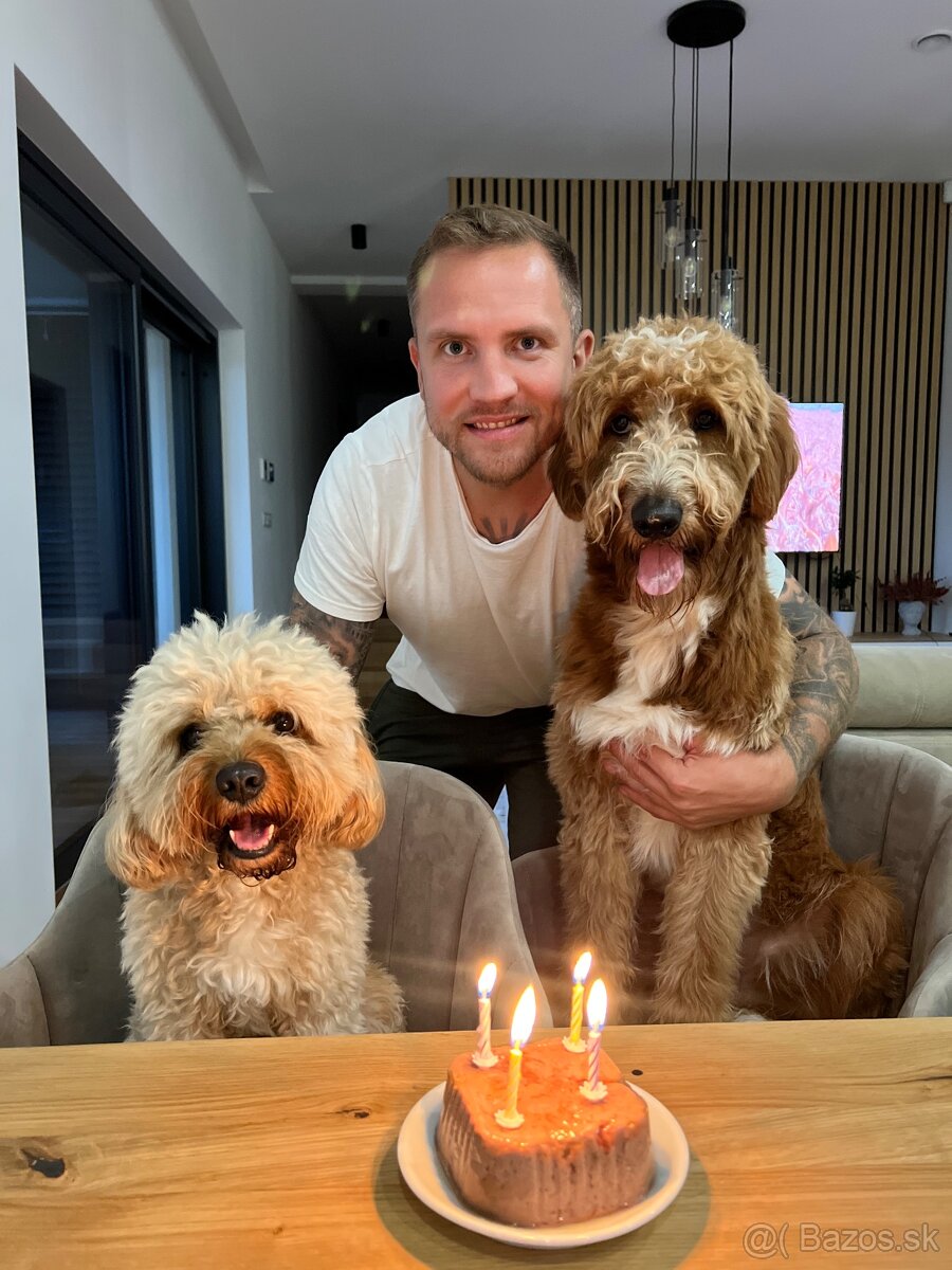 Cavapoo Max na krytie - 5