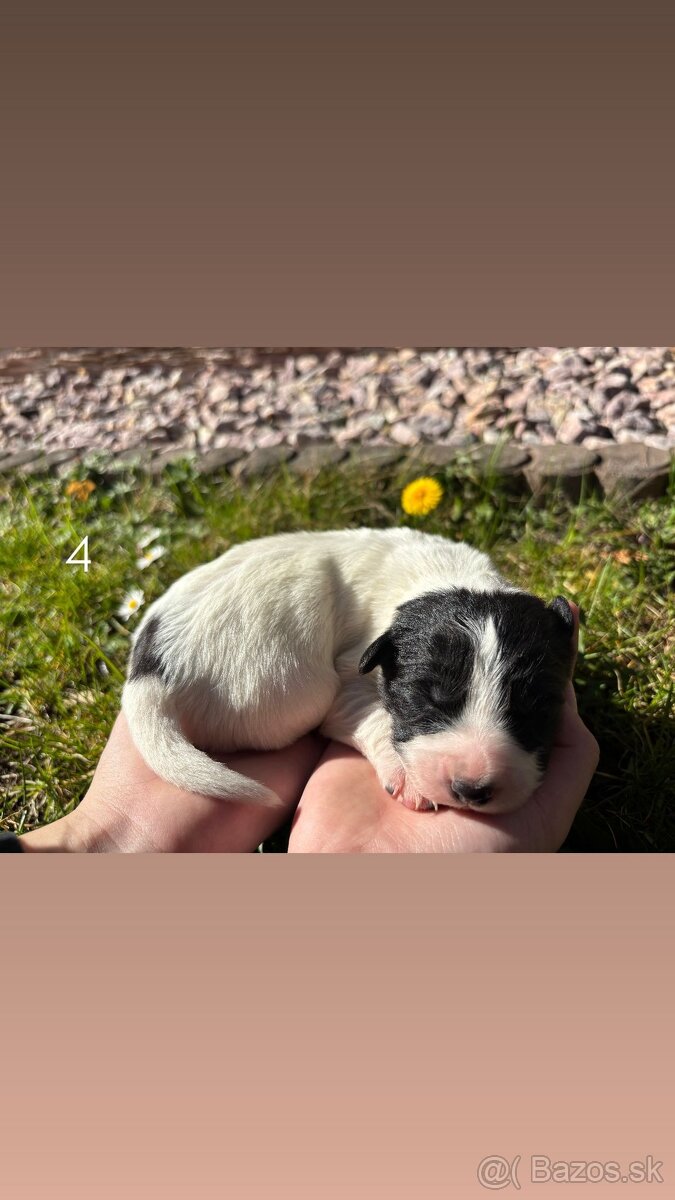 Šteniatka Border kólia - 5