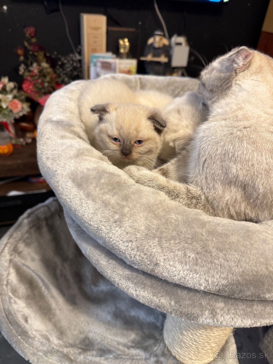 Britské mačiatka - 5