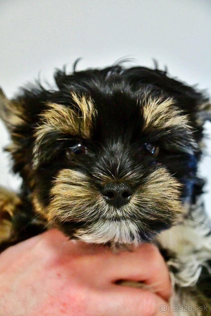 York, biewer,yorksirsky terier - 5