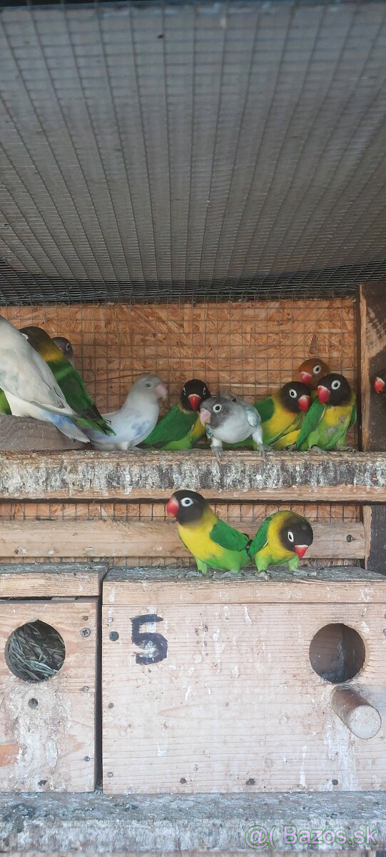 Ponúkam na predaj agapornisov - 5