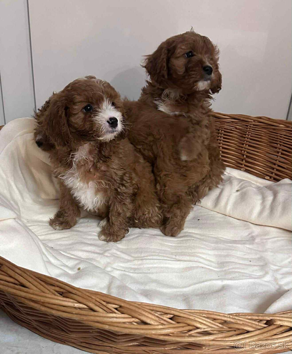 Pudel, cavalier, cavapoo - 5