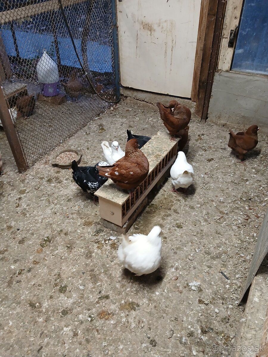 Holub king americky - 5