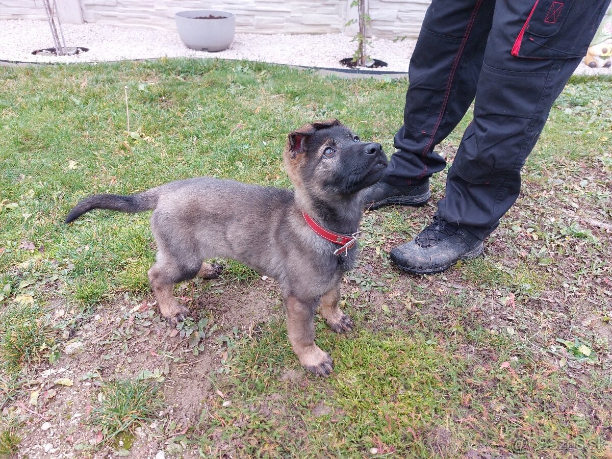 Nemecký ovčiak - 5