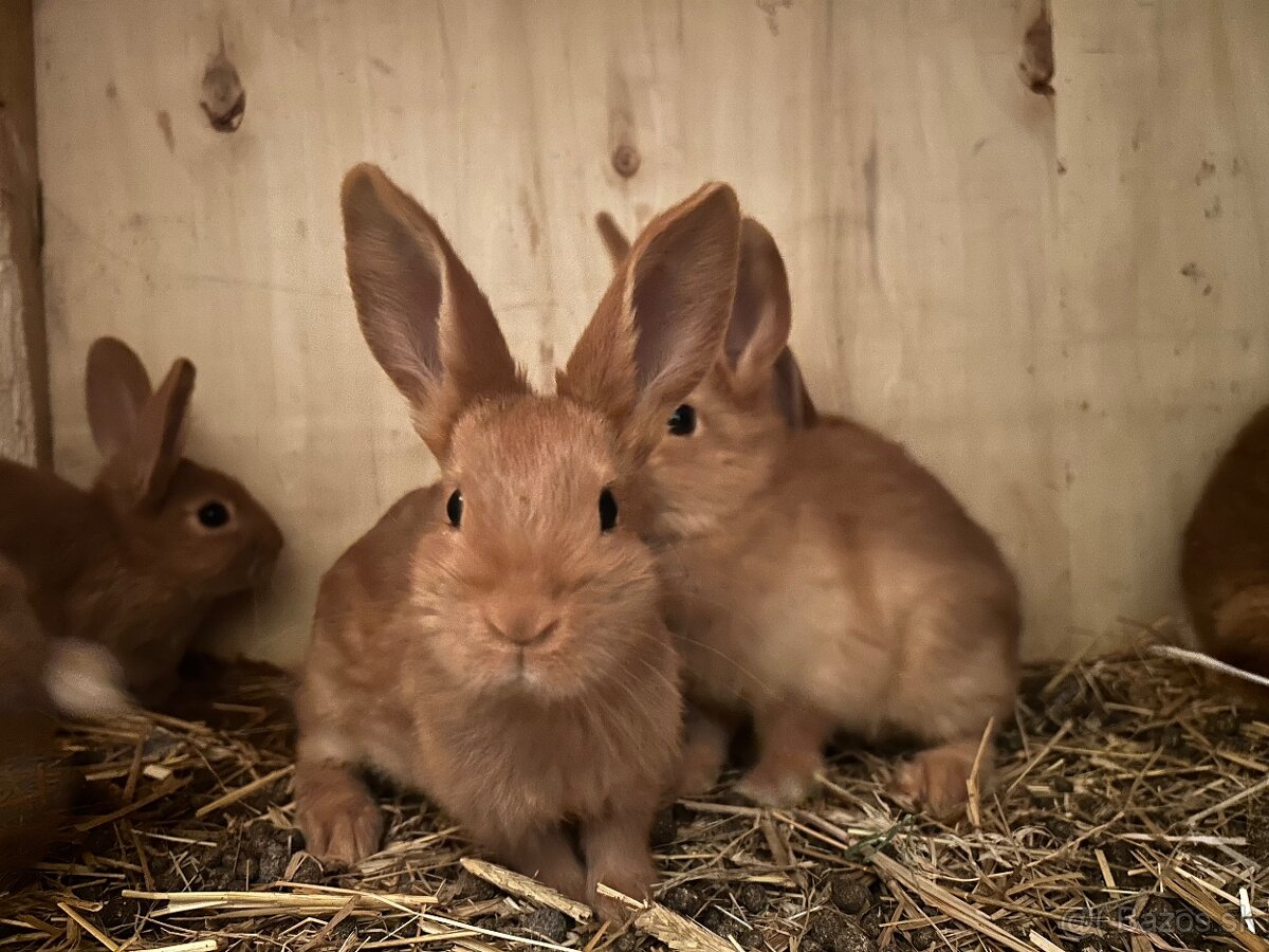 Novozélandský červený - 5