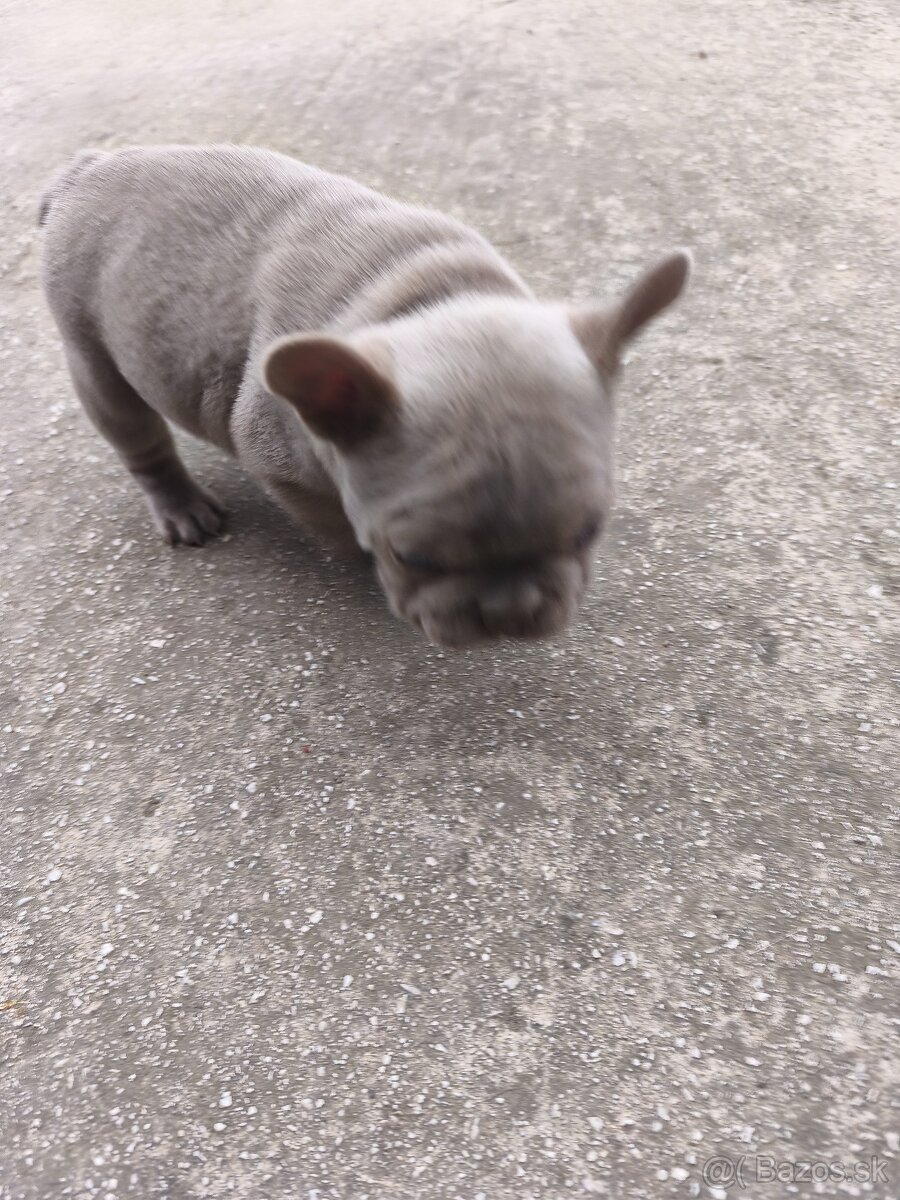 Francuzsky buldocek - 5